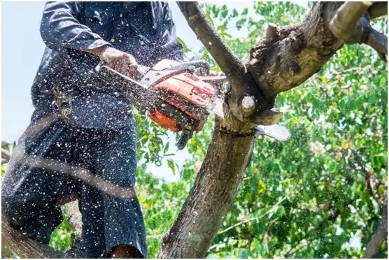 tree services South Royalton
